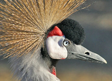 Vogel Vogel