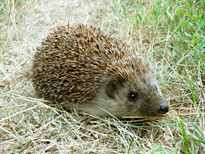 Igel Igel