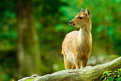 Reh im Wald