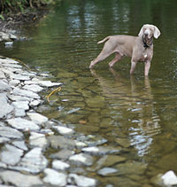 Jagdhund im Wasser