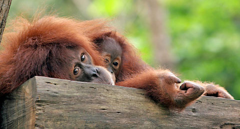 Orang Utan: Mutter mit Kind