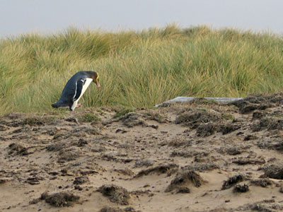 Pinguin am Strand