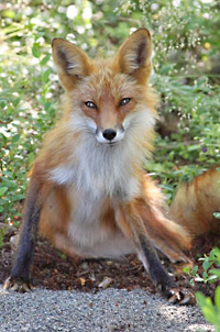 Fuchs