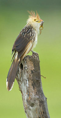 Greifvogel mit Beute