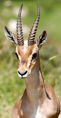 Antilope