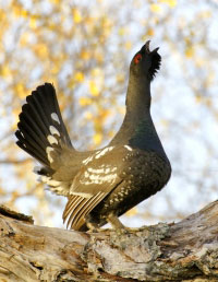 Schwarzer Hühnervogel