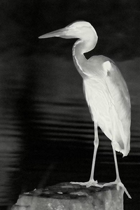 Wärmebild Reiher