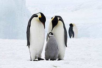 Pinguine