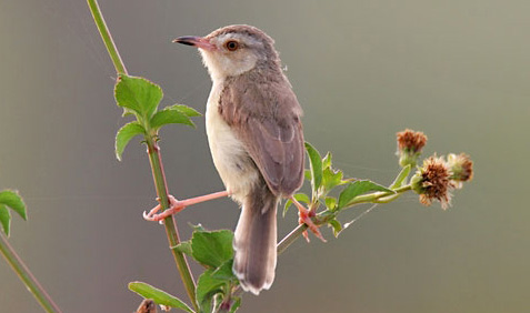 kleiner Vogel