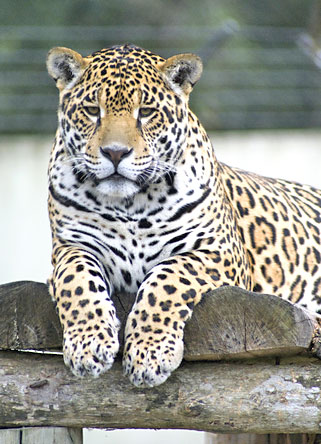 Leopard