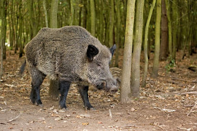 Wildschwein