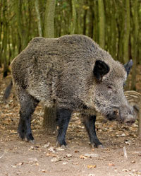 Wildschwein